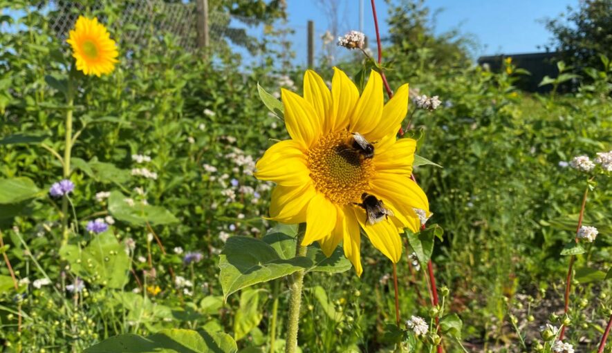 Sunflowers and bees from the flower meadow at HITSA